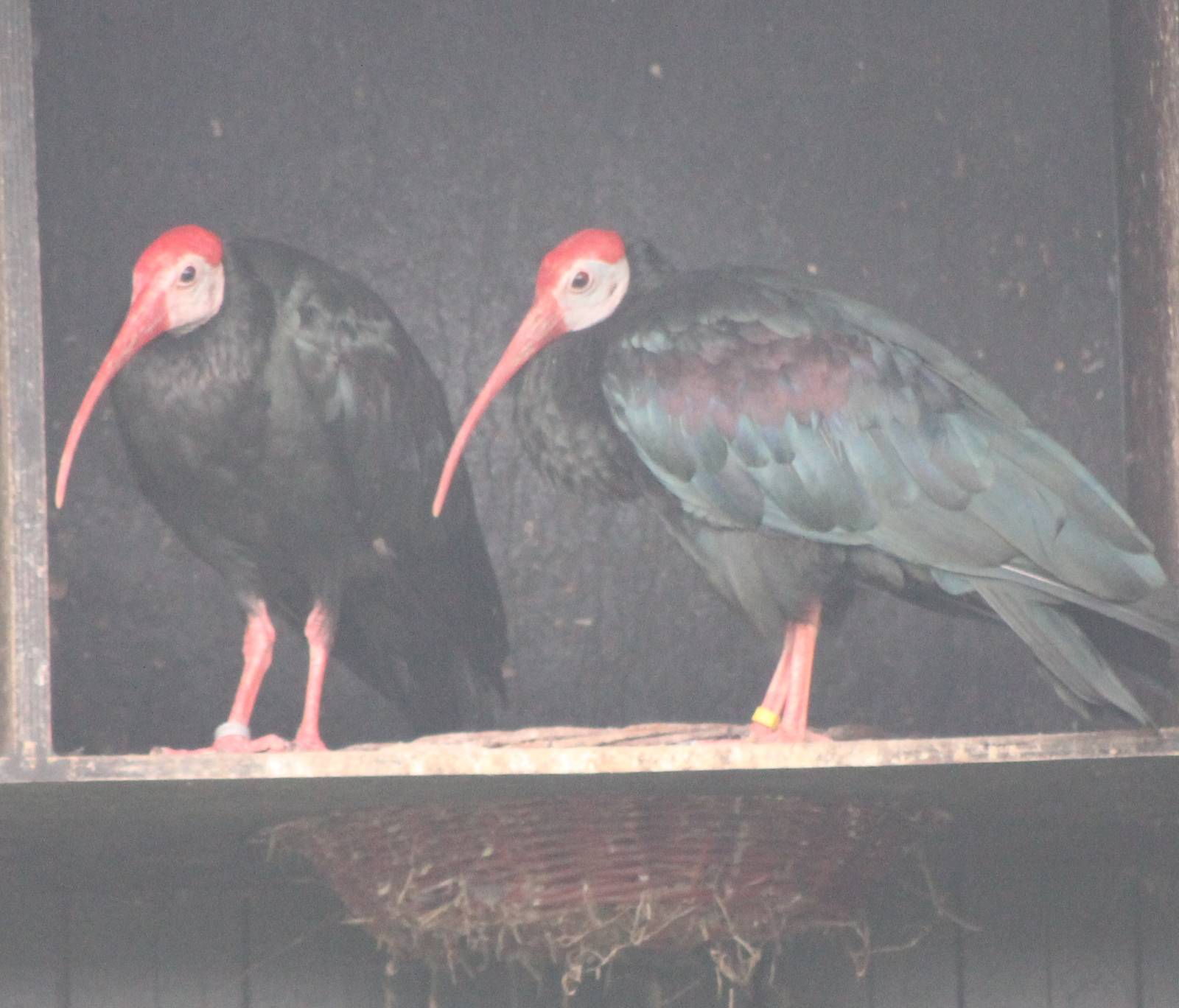 Southern bald ibisses