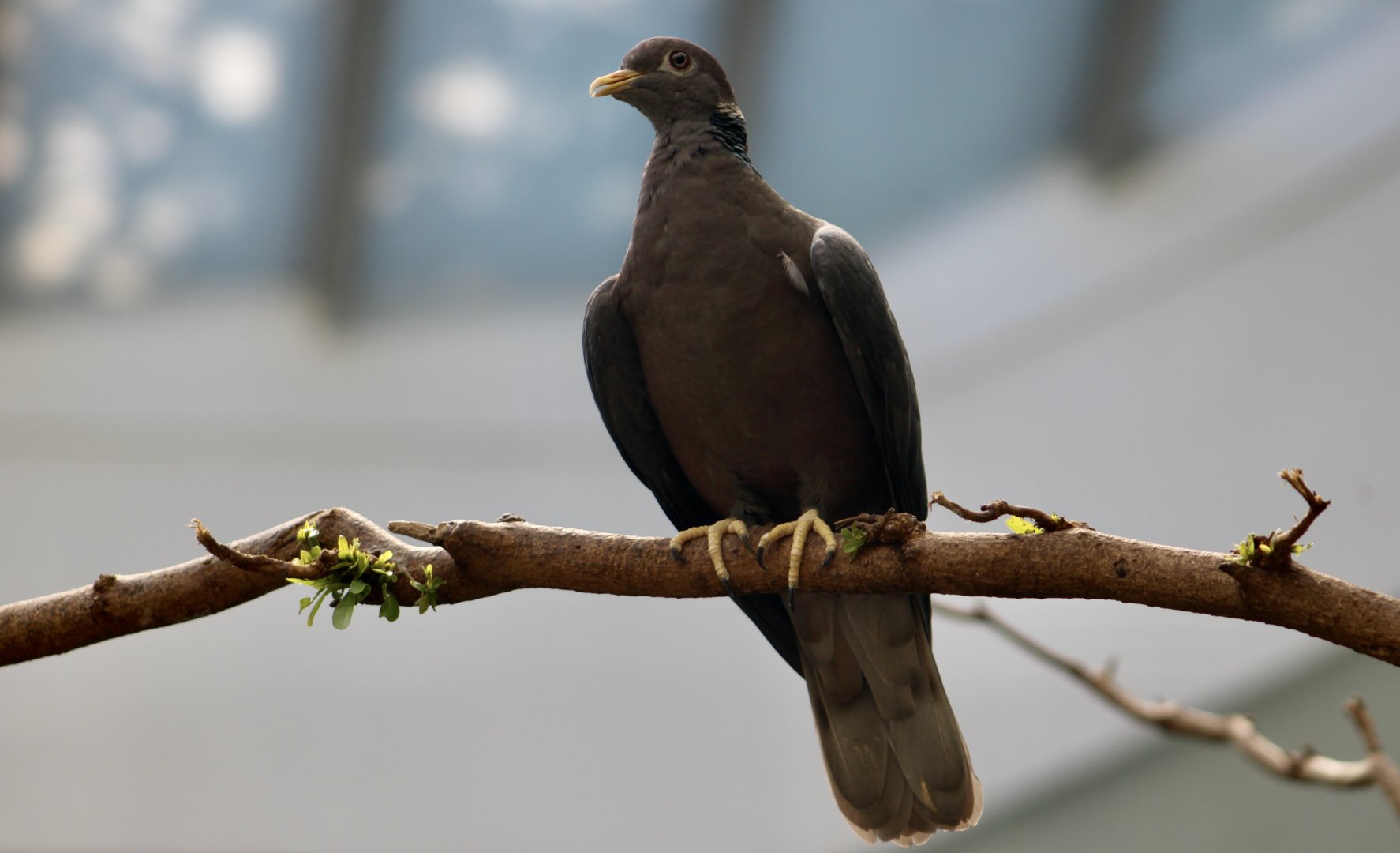 Southern Band-Tailed Pigeon (Patagioenas albilinea)