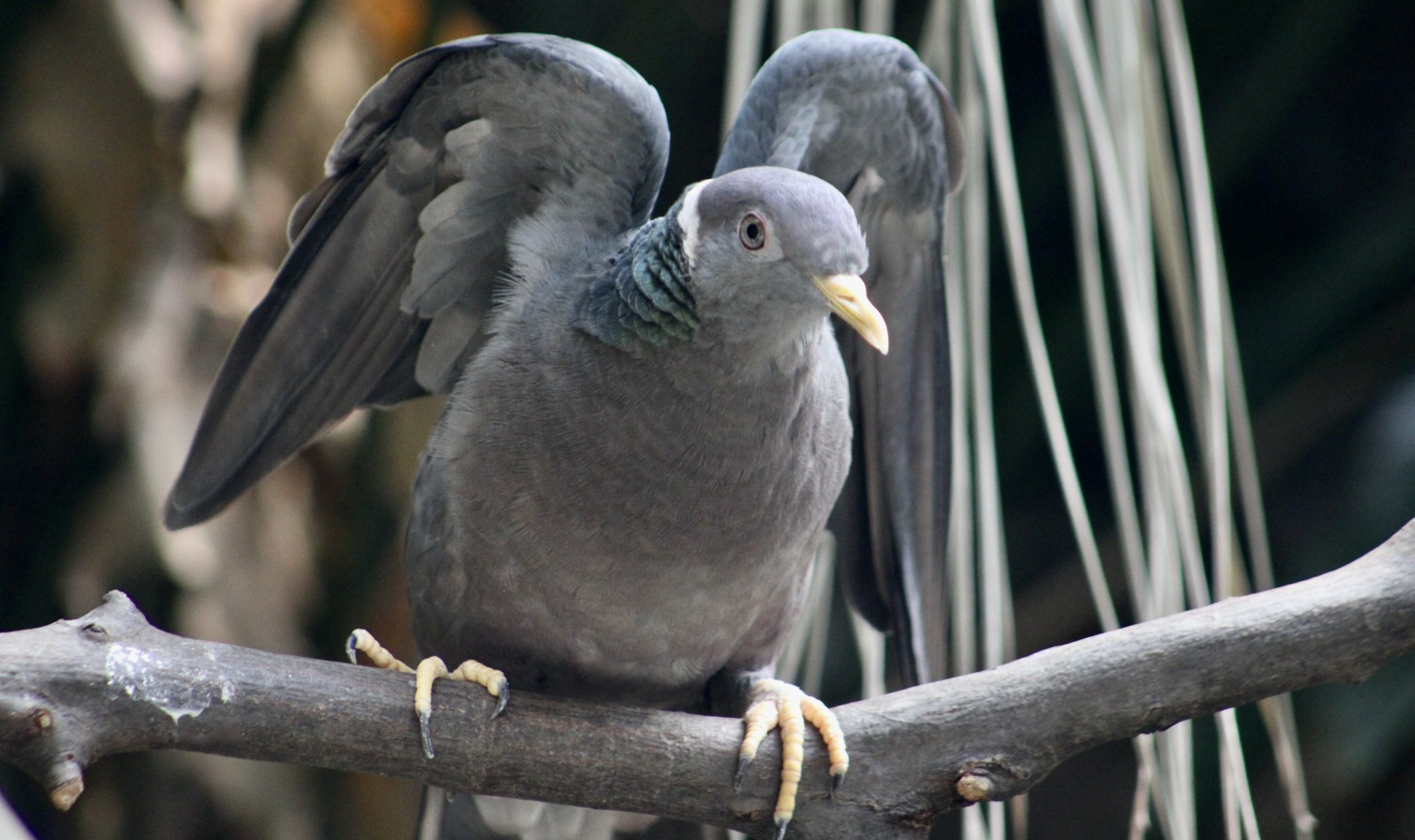 Southern Band-Tailed Pigeon (Patagioenas albilinea)