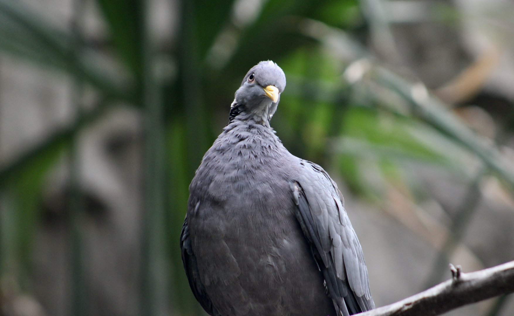 Southern Band-Tailed Pigeon (Patagioenas albilinea)