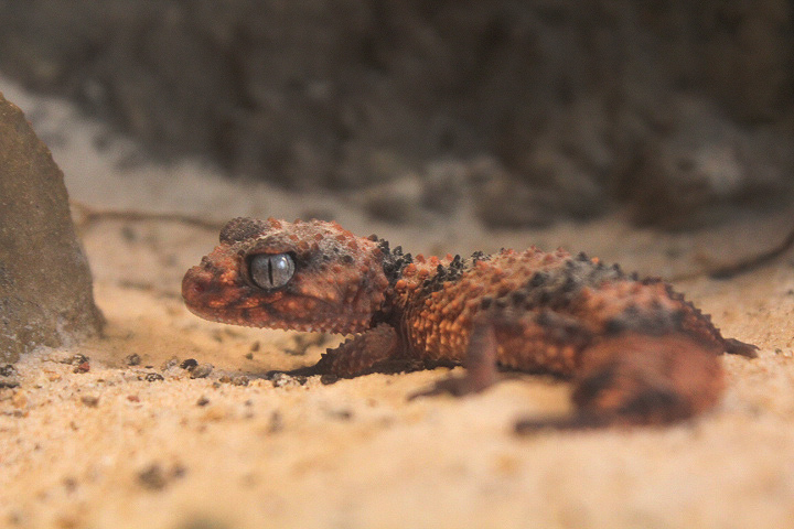 Southern banded knob-tailed gecko (Nephrurus wheeleri) - Private facility