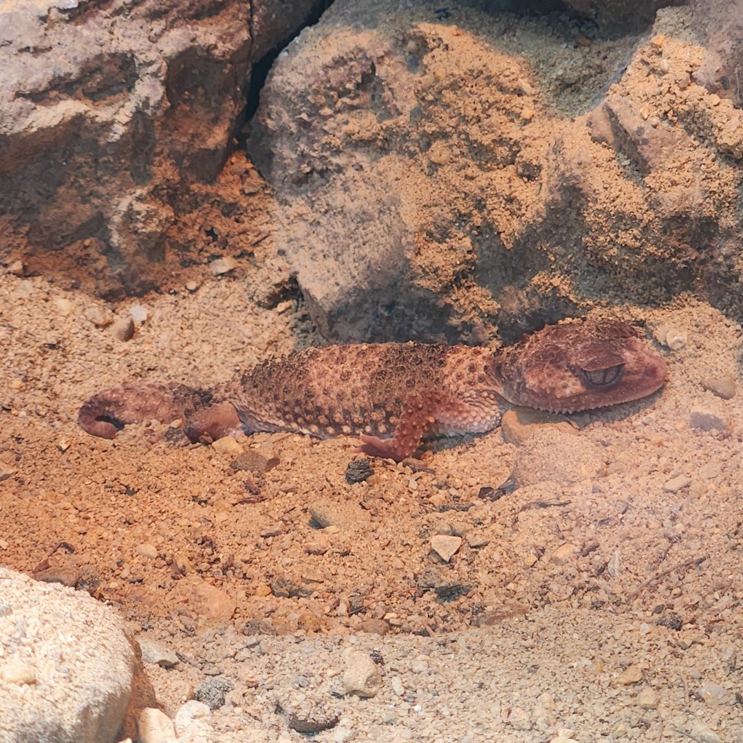 Southern Banded Knob-Tailed Gecko (Nephrurus wheeleri)