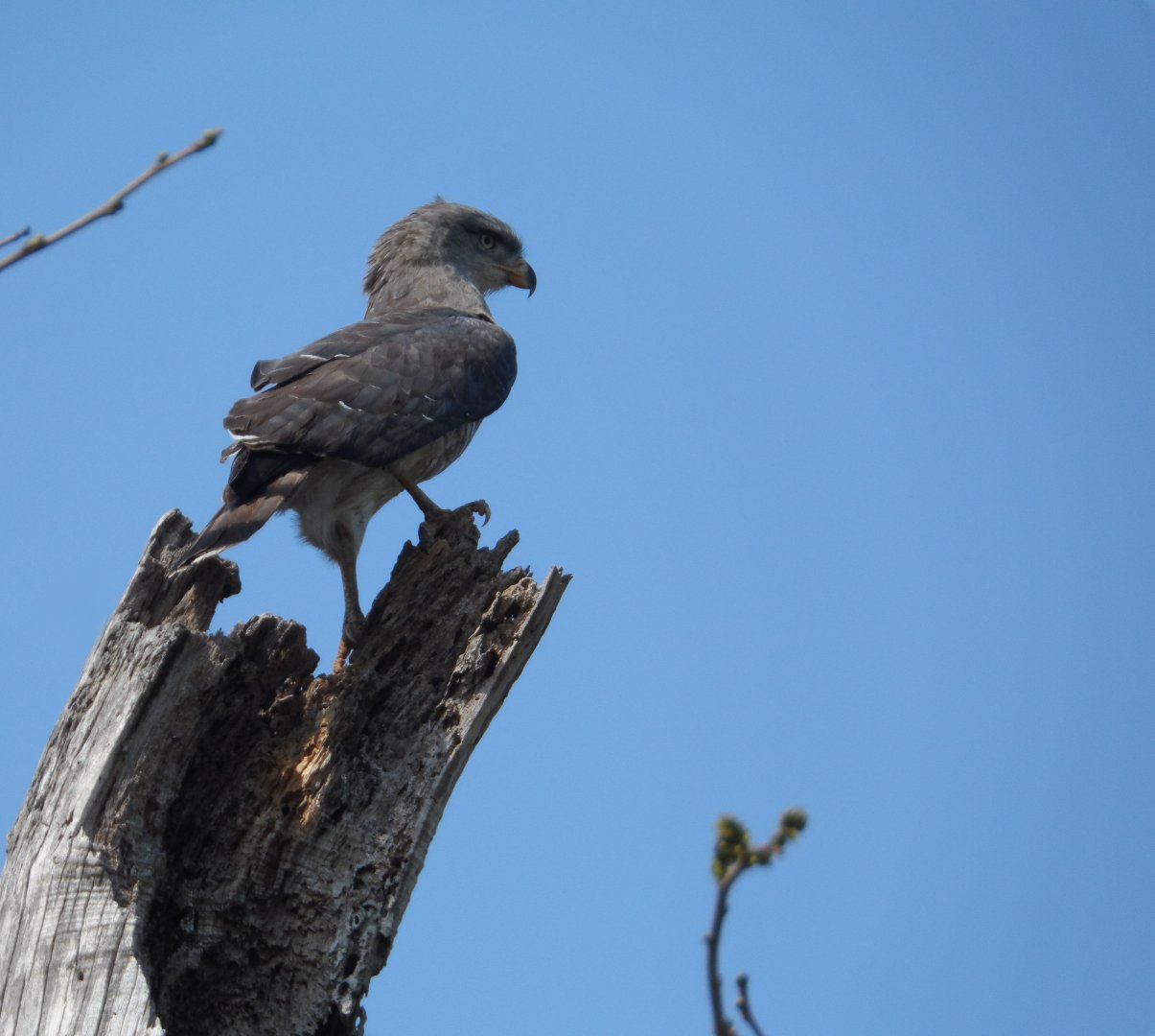 Southern banded snake-eagle, Circaetus fasciolatus