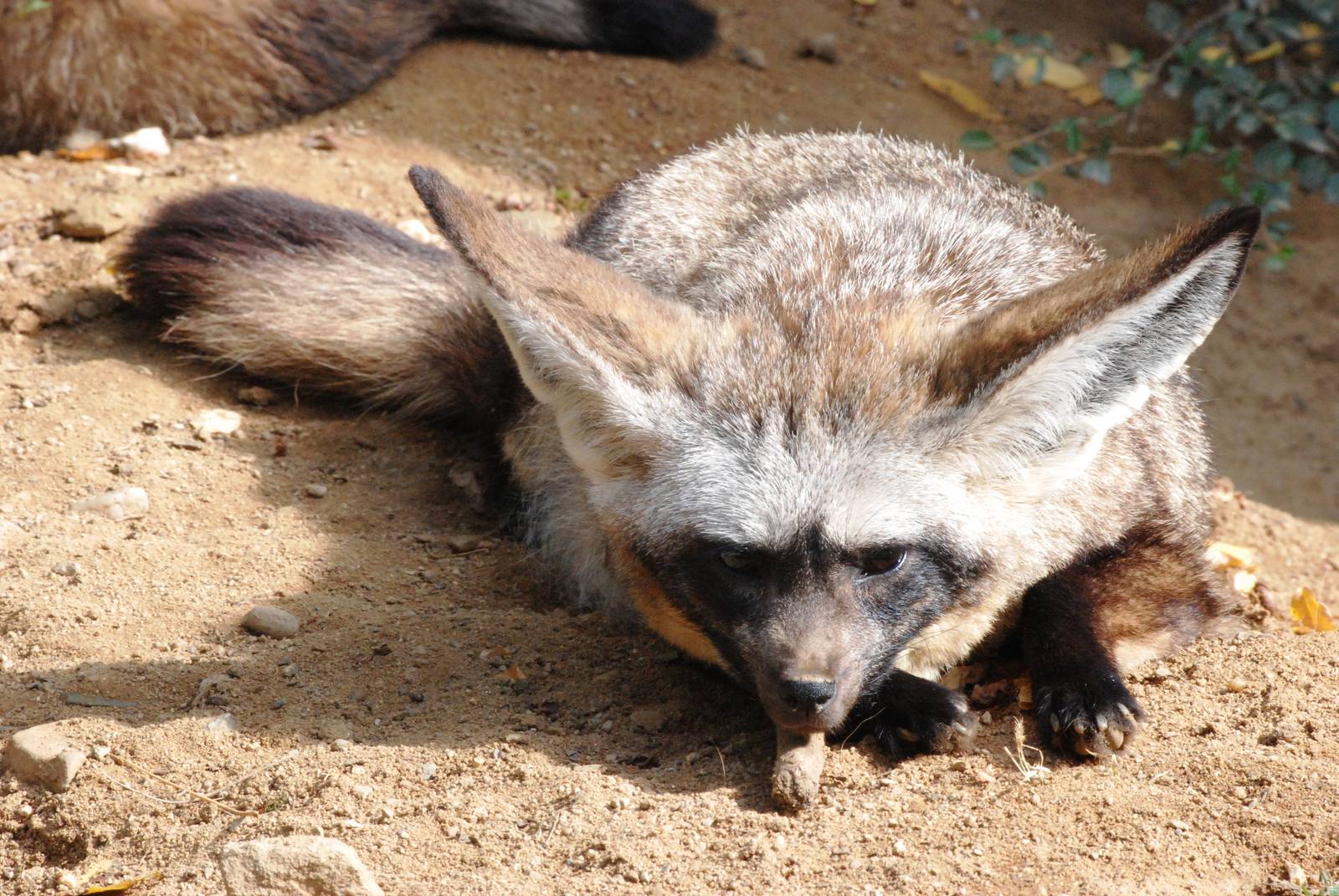 Southern Bat-eared Fox at Prague, 25/08/12