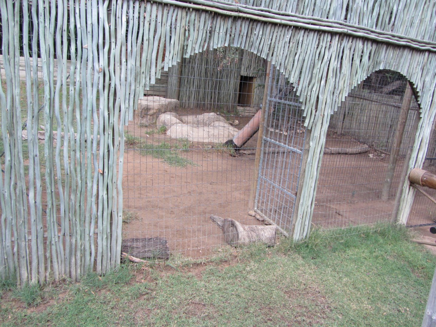 Southern Bat-eared Fox Exhibit