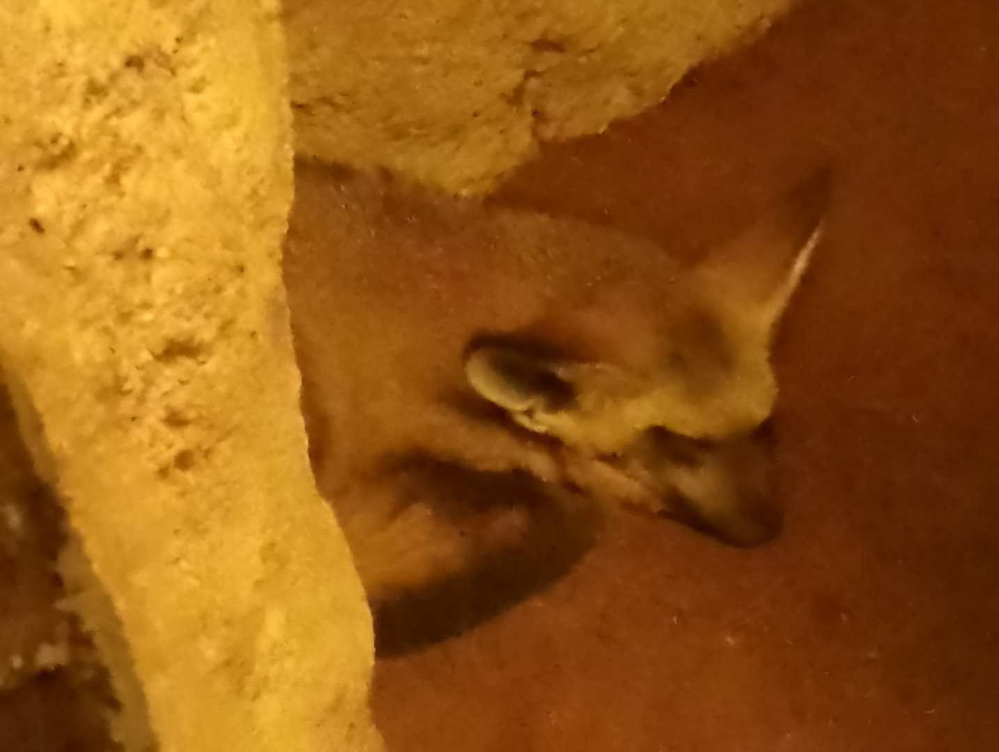 Southern bat-eared fox