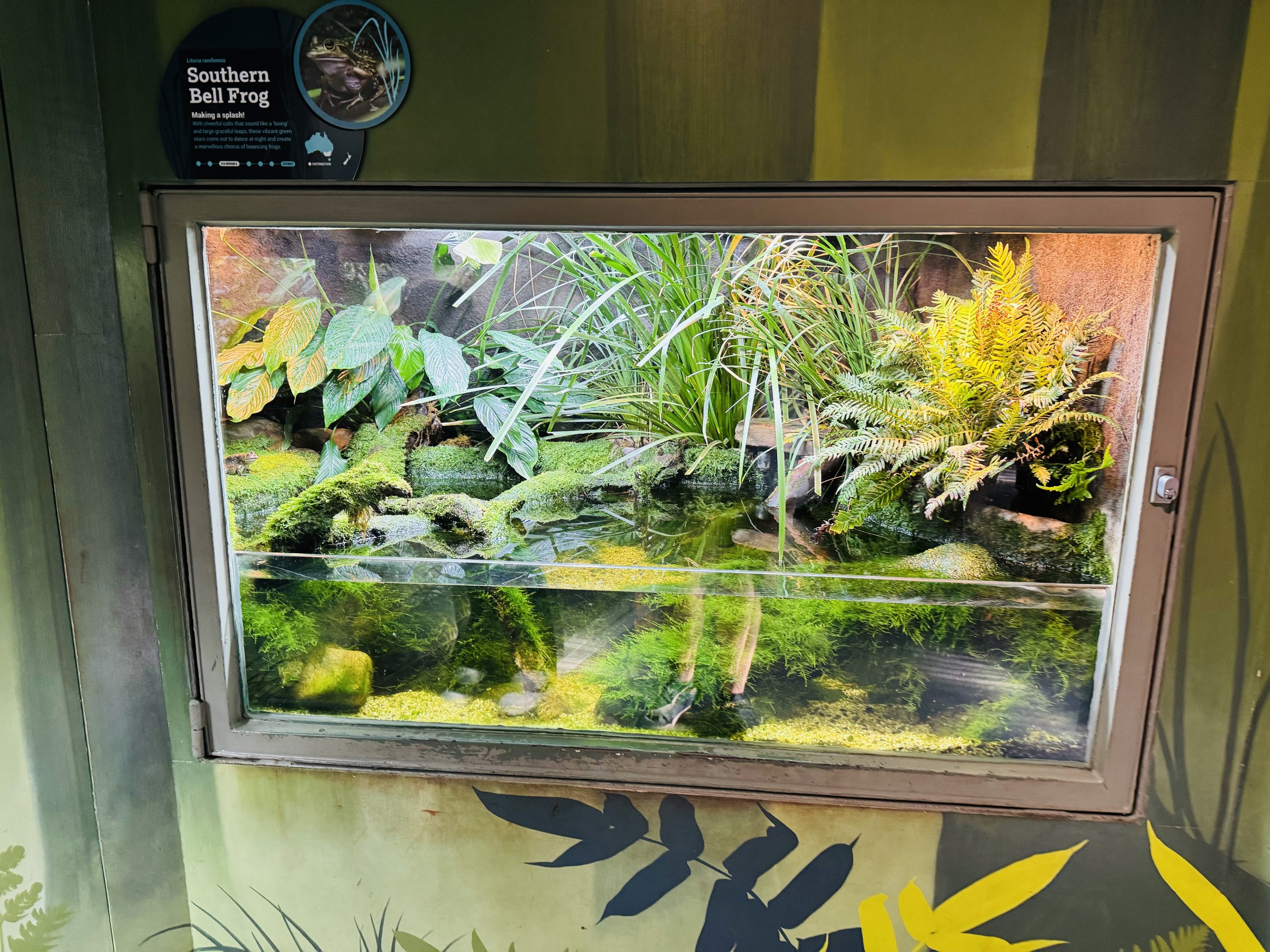 Southern Bell Frog enclosure
