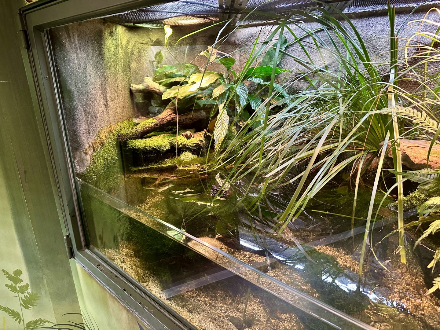 Southern Bell Frog Exhibit