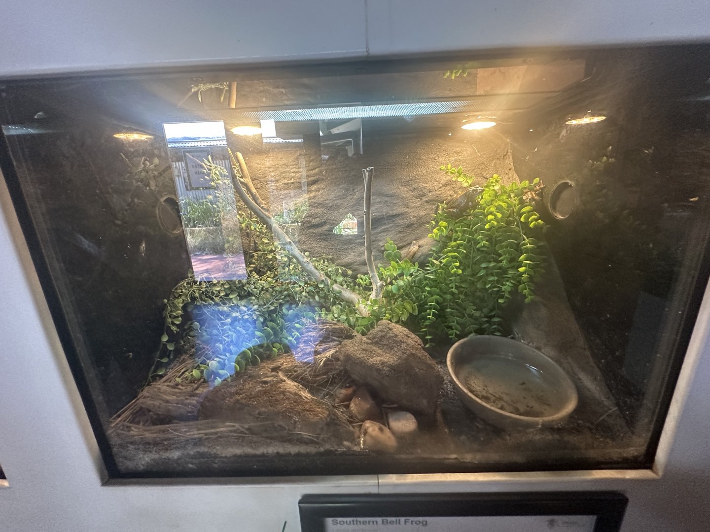 Southern bell frog exhibit