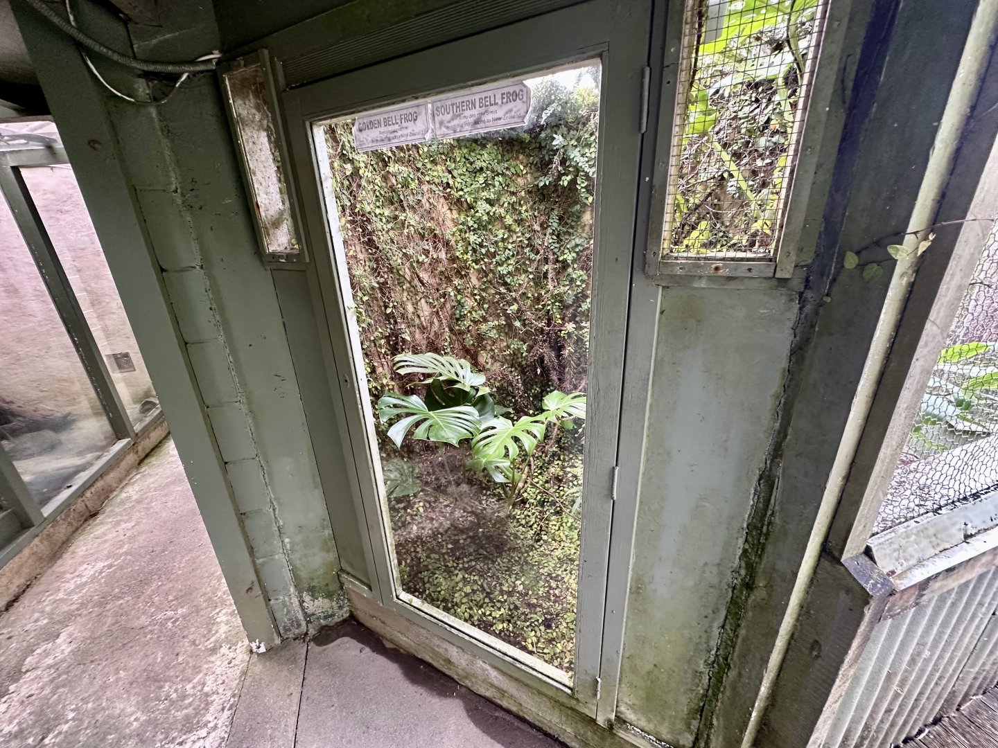 Southern Bell Frog/Green and Golden Bell Frog Exhibit (Adults)