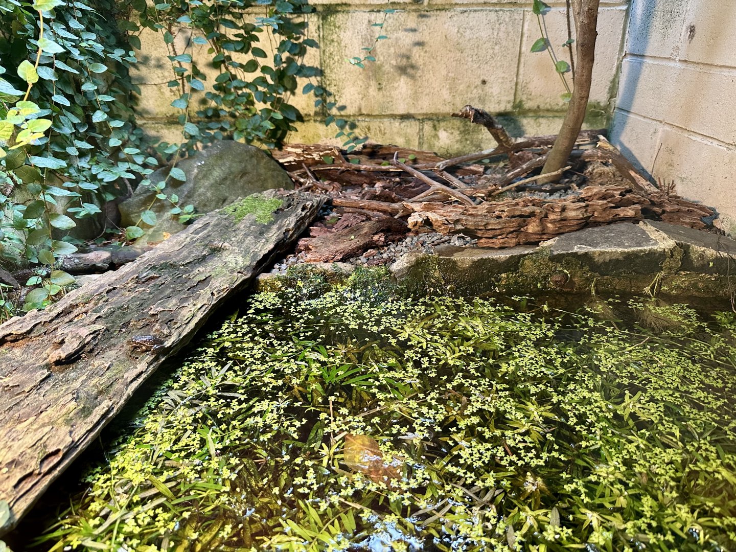 Southern Bell Frog/Green and Golden Bell Frog Exhibit (Froglets)