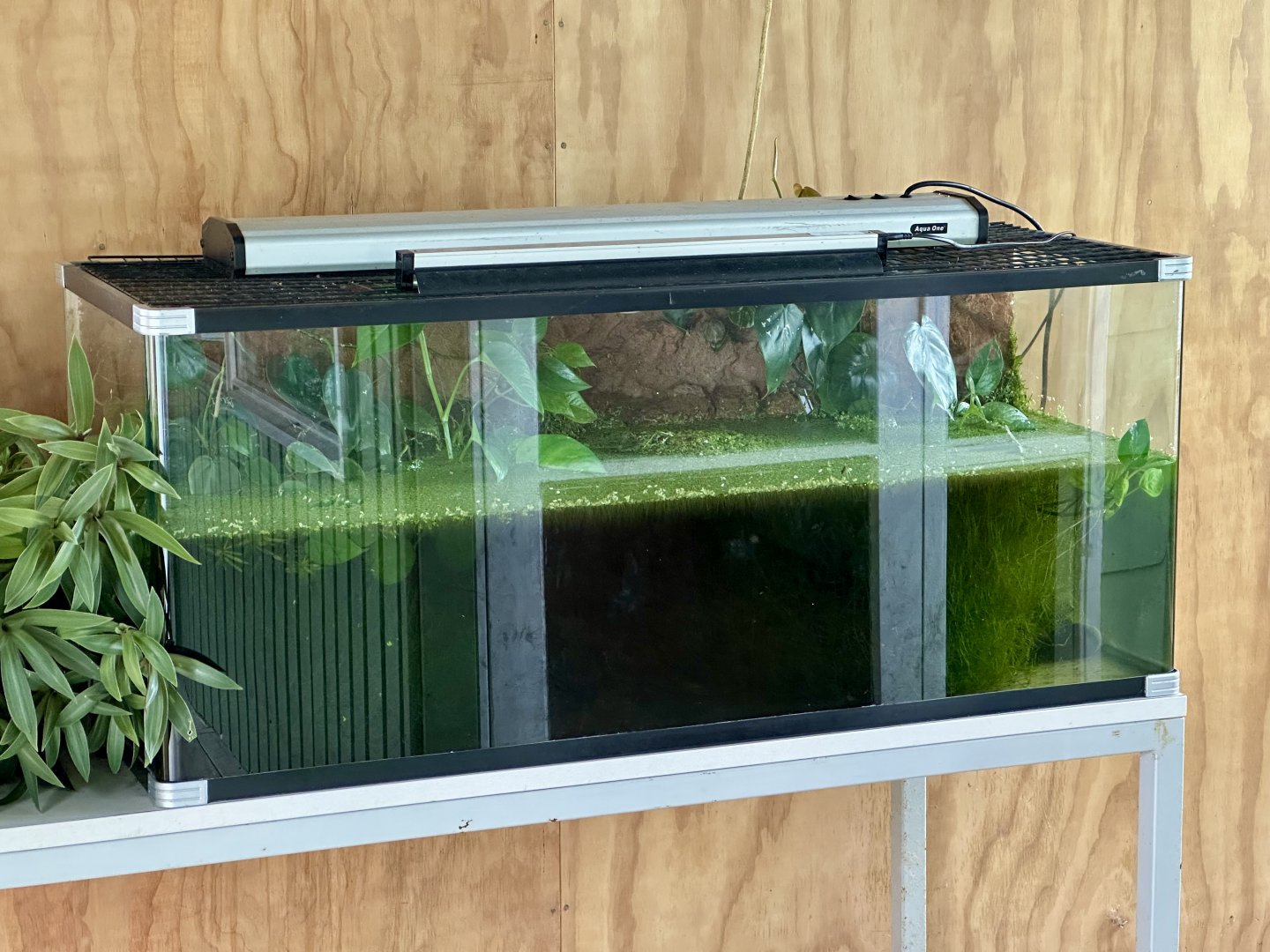 Southern Bell Frog/Green and Golden Bellfrog Exhibit (Tadpoles)