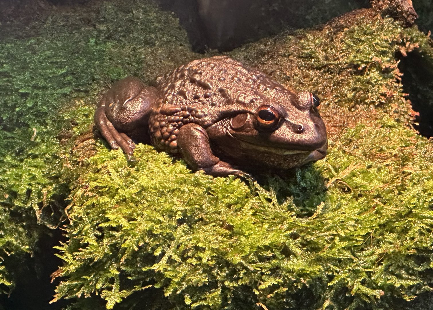Southern bell frog (Litoria raniformis)