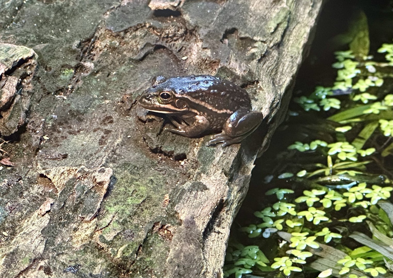 Southern bell frog (Ranoidea raniformis)