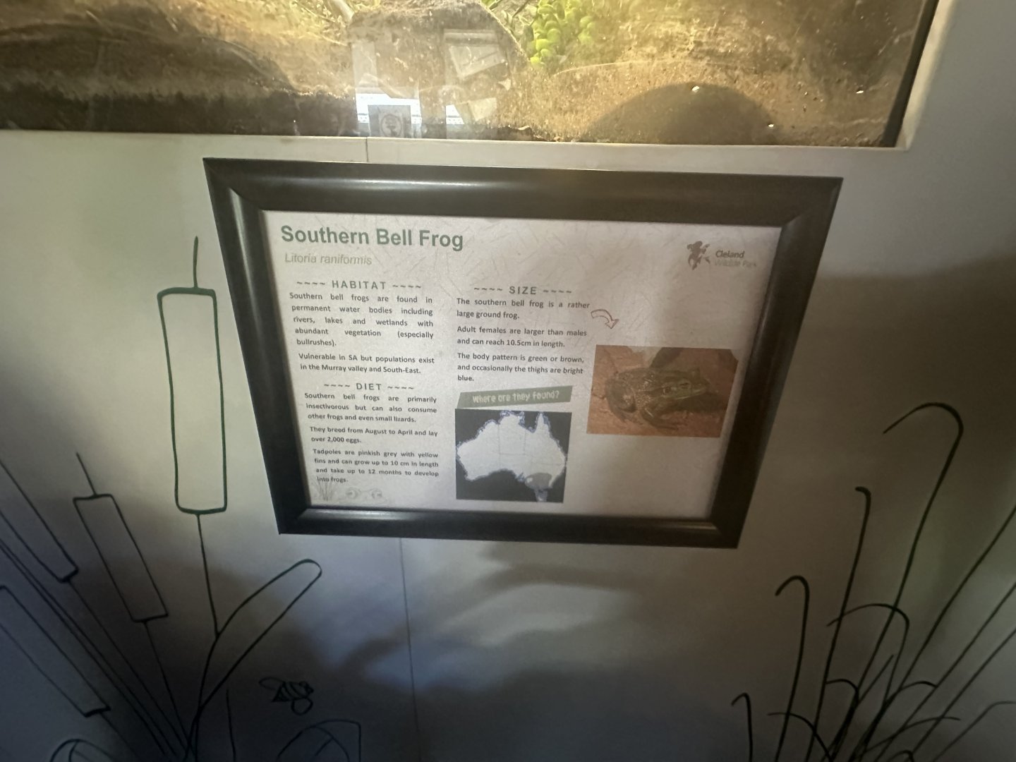 Southern bell frog signage
