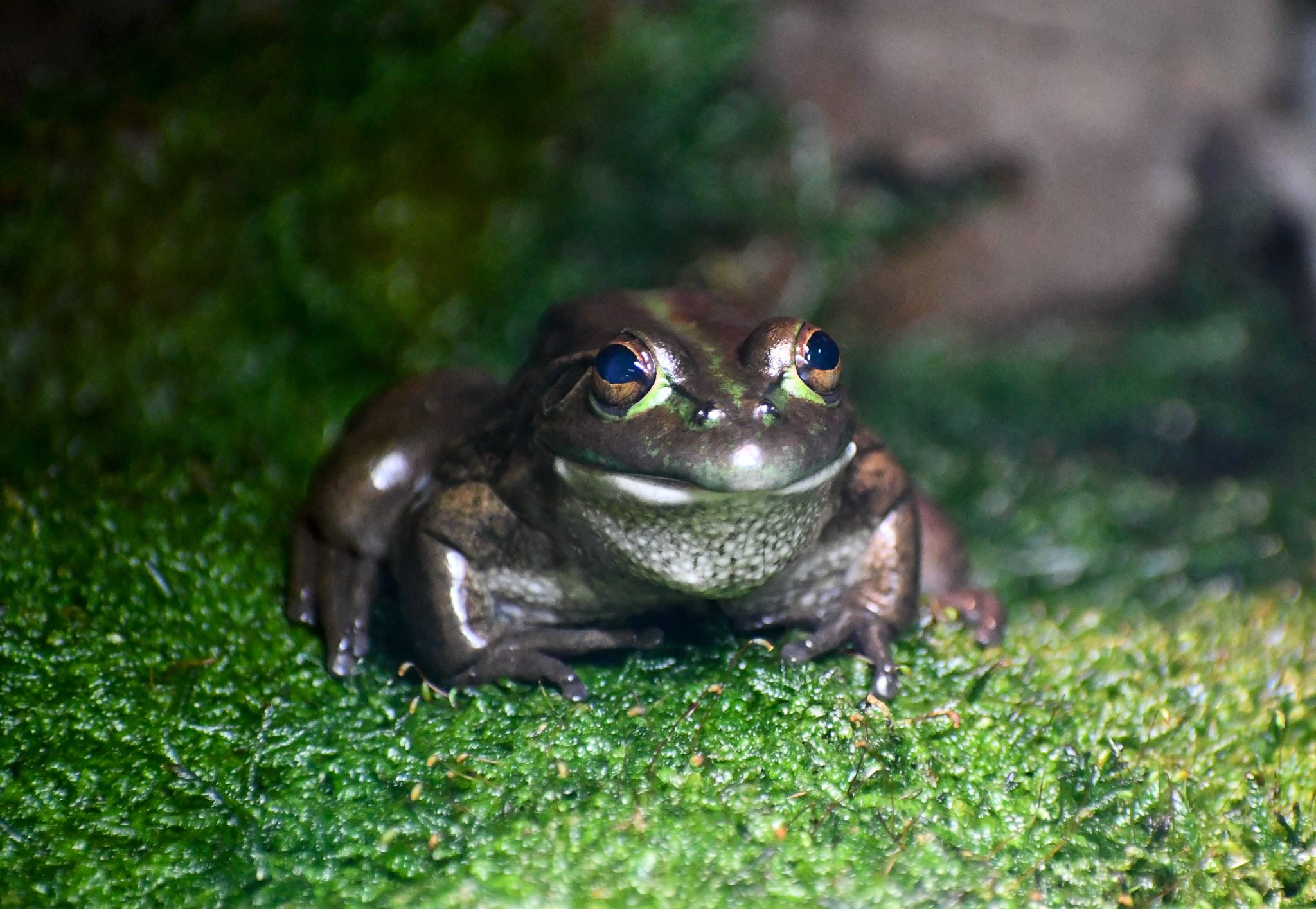 Southern Bell Frog