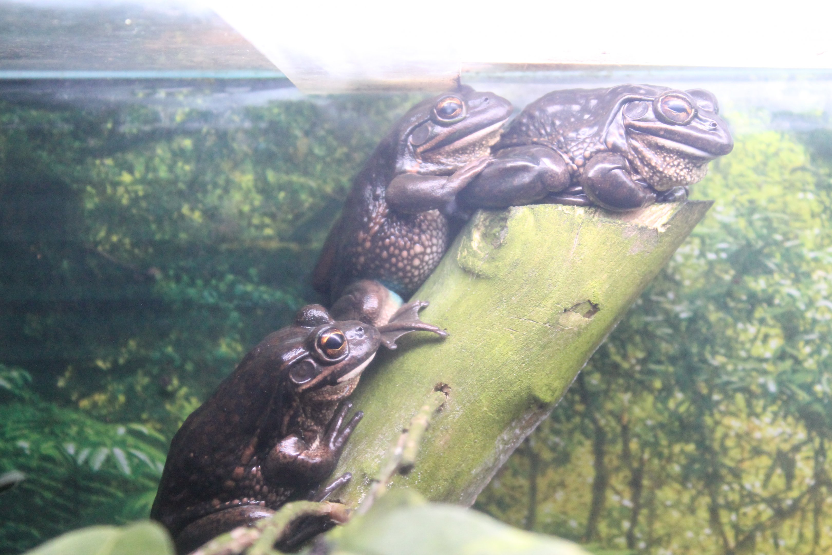 Southern Bell Frogs (Litoria raniformis)