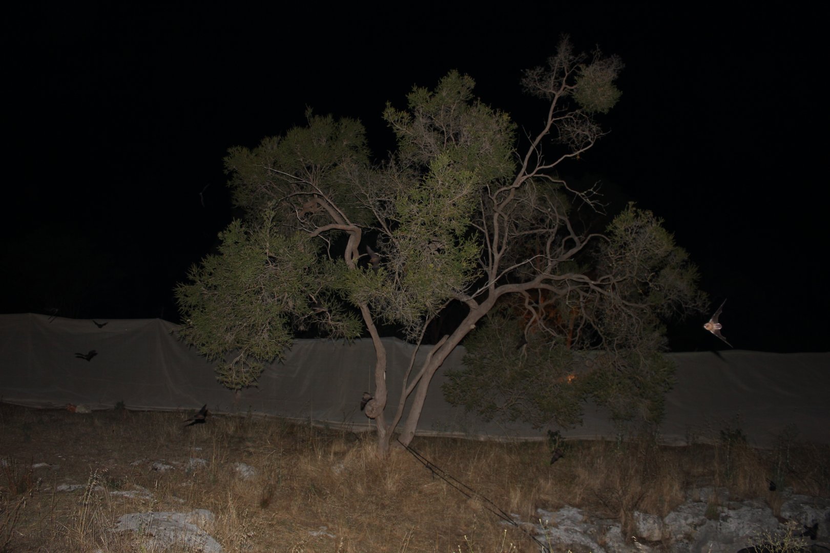 Southern Bent-winged Bat (Miniopterus schreibersii bassani)