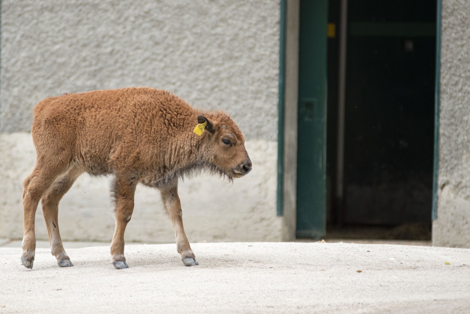 Southern bison (Bison bison bison)