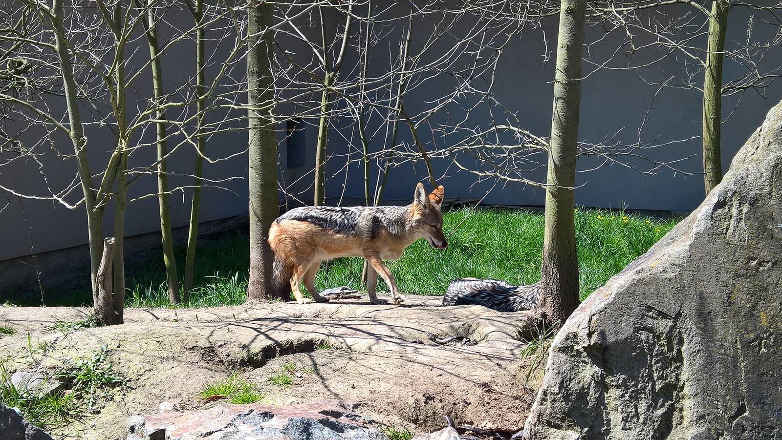 Southern black-backed jackal