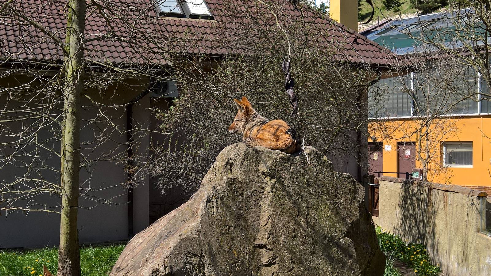 Southern black-backed jackal