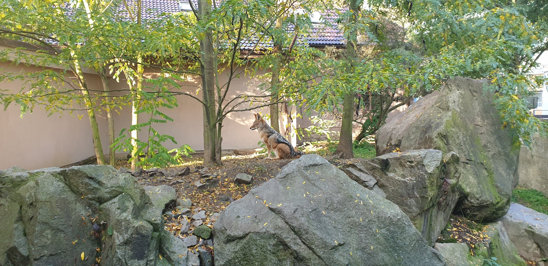 Southern black-backed jackal