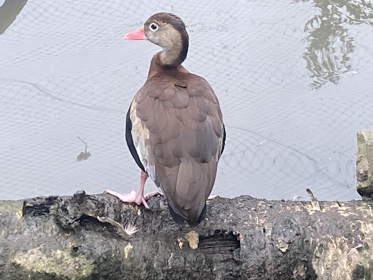 Southern black-bellied whistling duck 101025