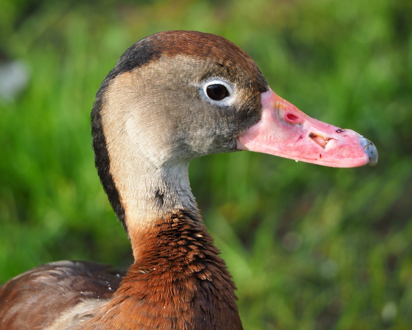 Southern black-bellied whistling-duck (Dendrocygna autumnalis autumnalis), 2021-11-23