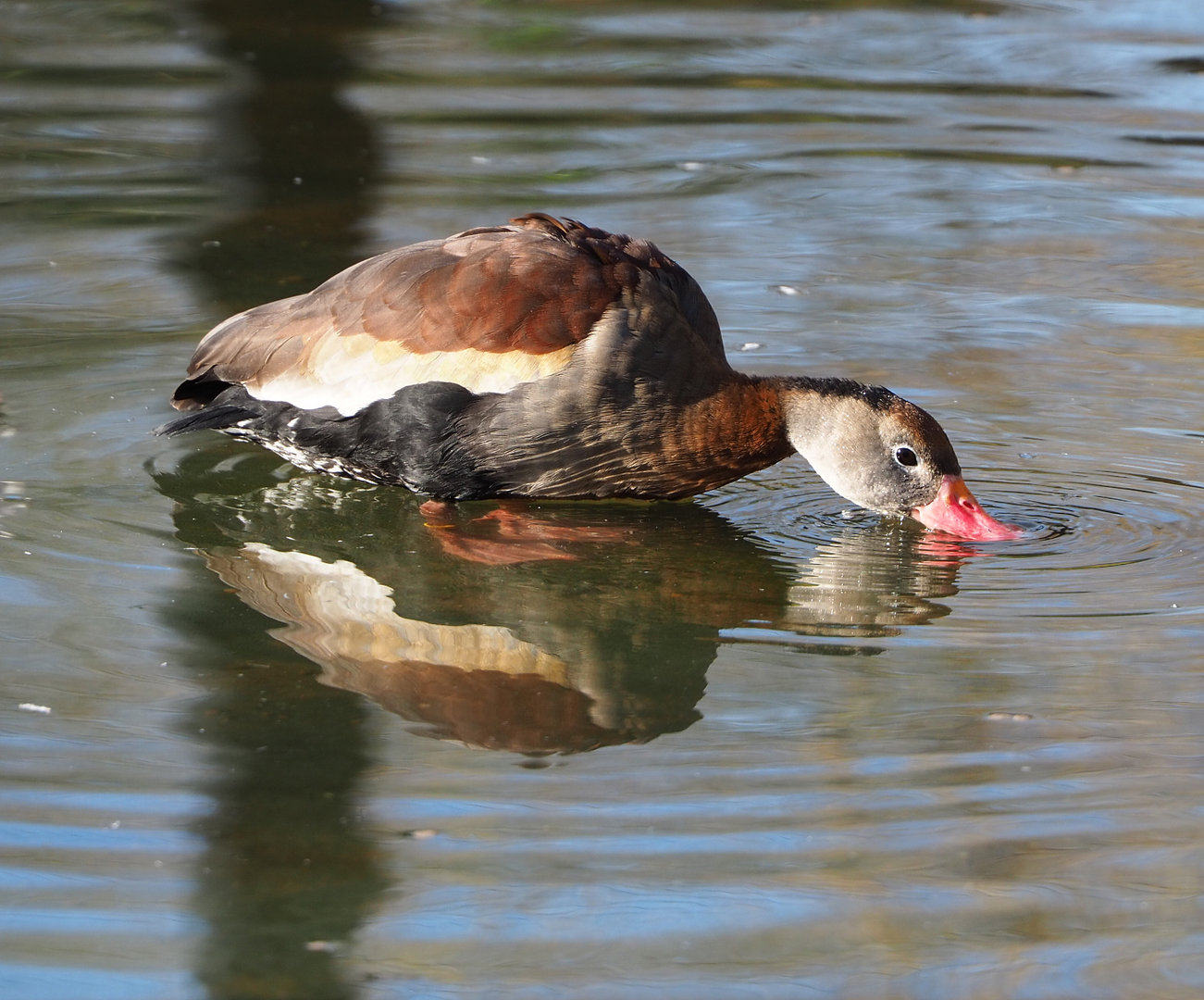 Southern black-bellied whistling duck (Dendrocygna autumnalis autumnalis), 2022-02-12