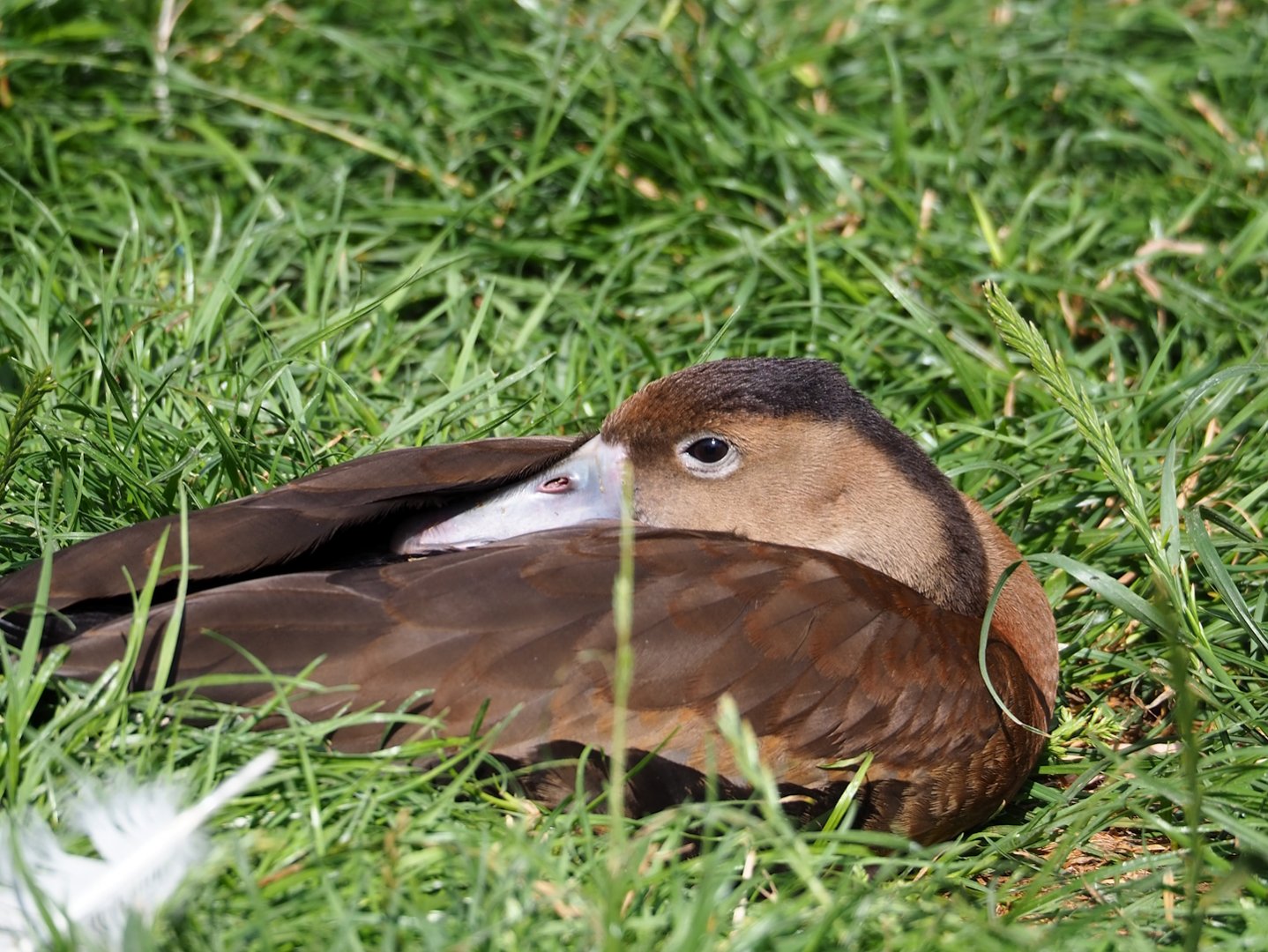 Southern black-bellied whistling-duck (Dendrocygna autumnalis autumnalis), 2023-07-26