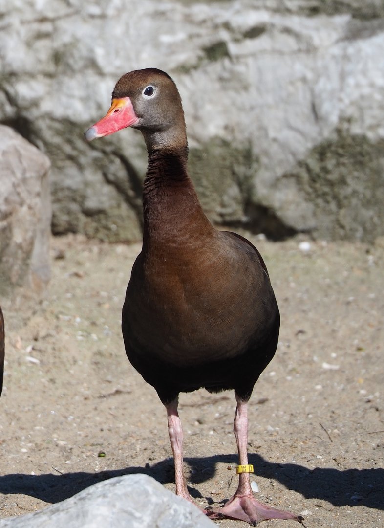 Southern black-bellied whistling duck (Dendrocygna autumnalis autumnalis), 2024-03-04