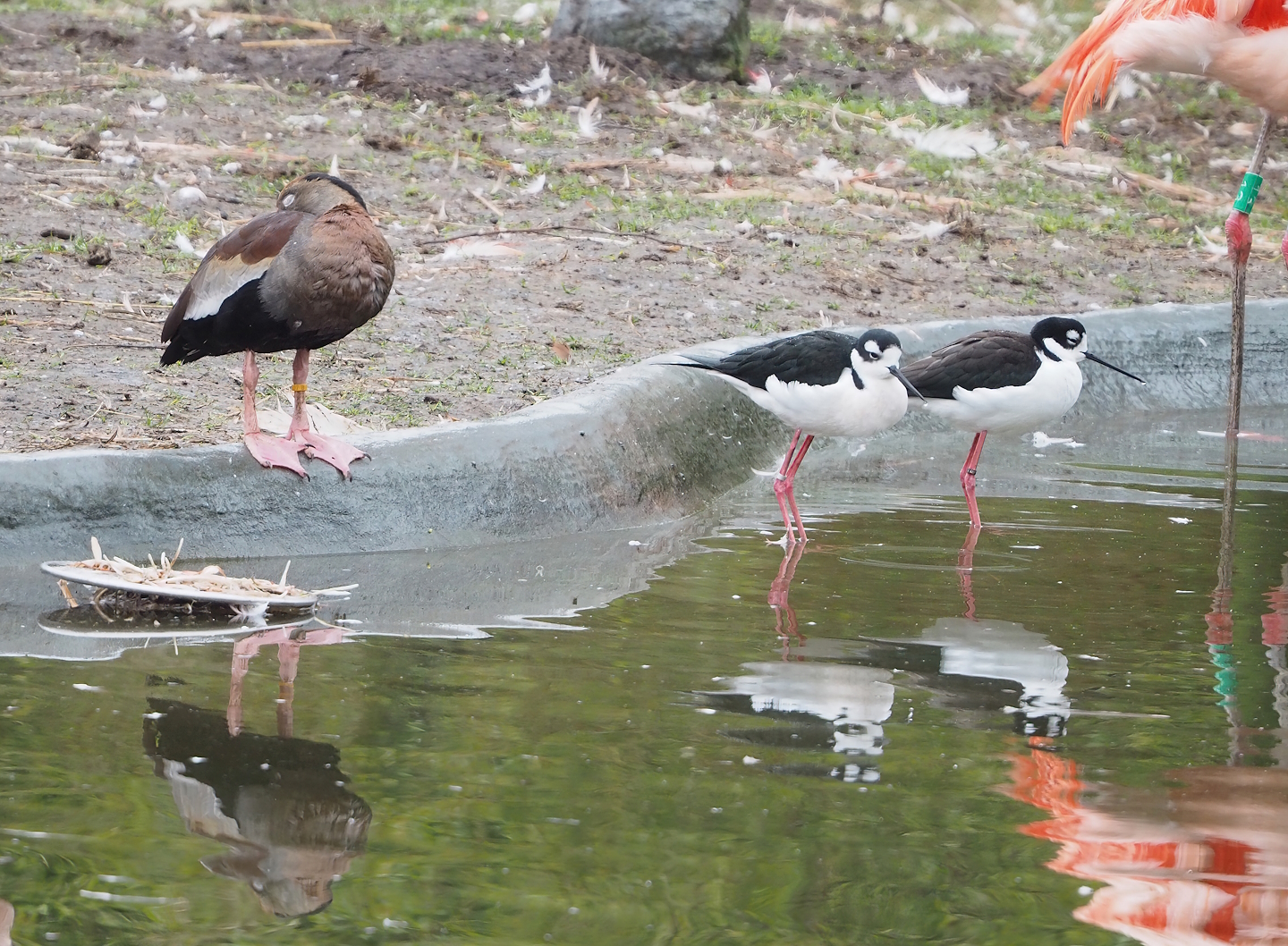 Southern black-bellied whistling-duck (Dendrocygna autumnalis autumnalis) and Black-necked stilts (Himantopus mexicanus mexicanus), 2023-02-19