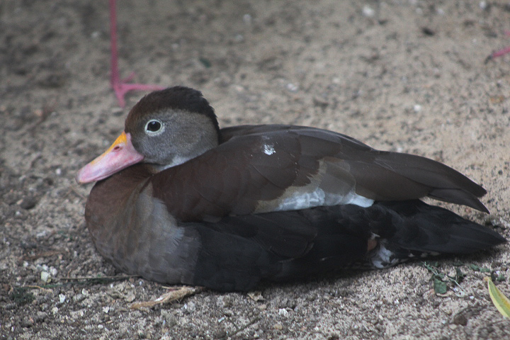 Southern black-bellied whistling duck (Dendrocygna autumnalis autumnalis) - Drive Thru Park