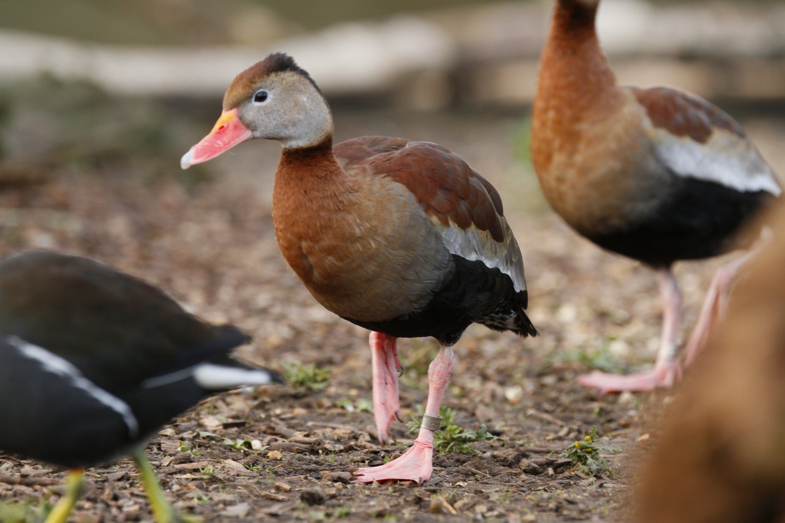 Southern black-bellied whistling duck (Dendrocygna autumnalis autumnalis)