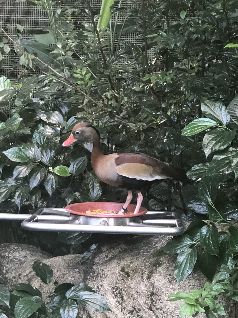 Southern Black-bellied Whistling Duck (Dendrocygna autumnalis autumnalis)