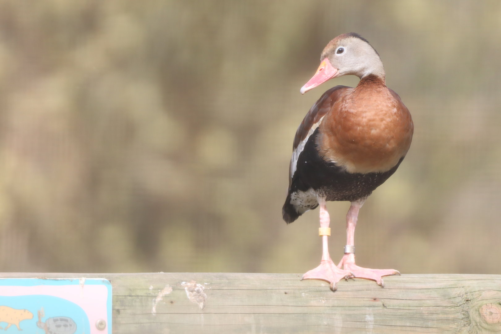 Southern black-bellied Whistling Duck
