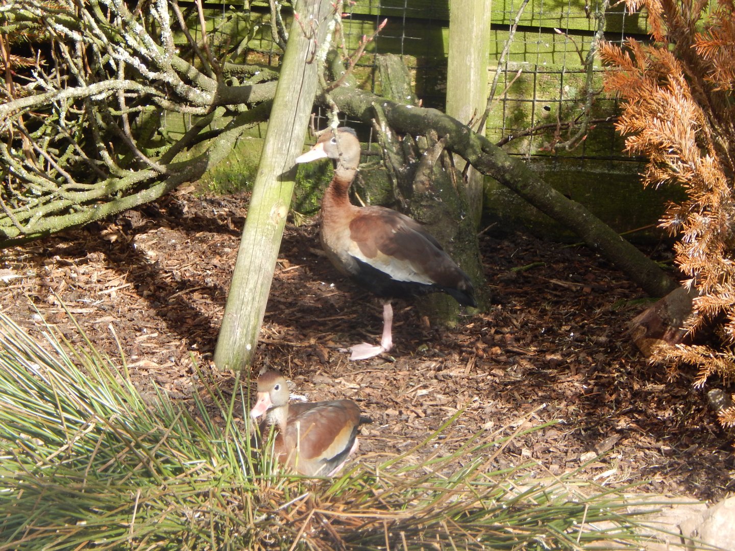 Southern black-bellied whistling ducks 250222
