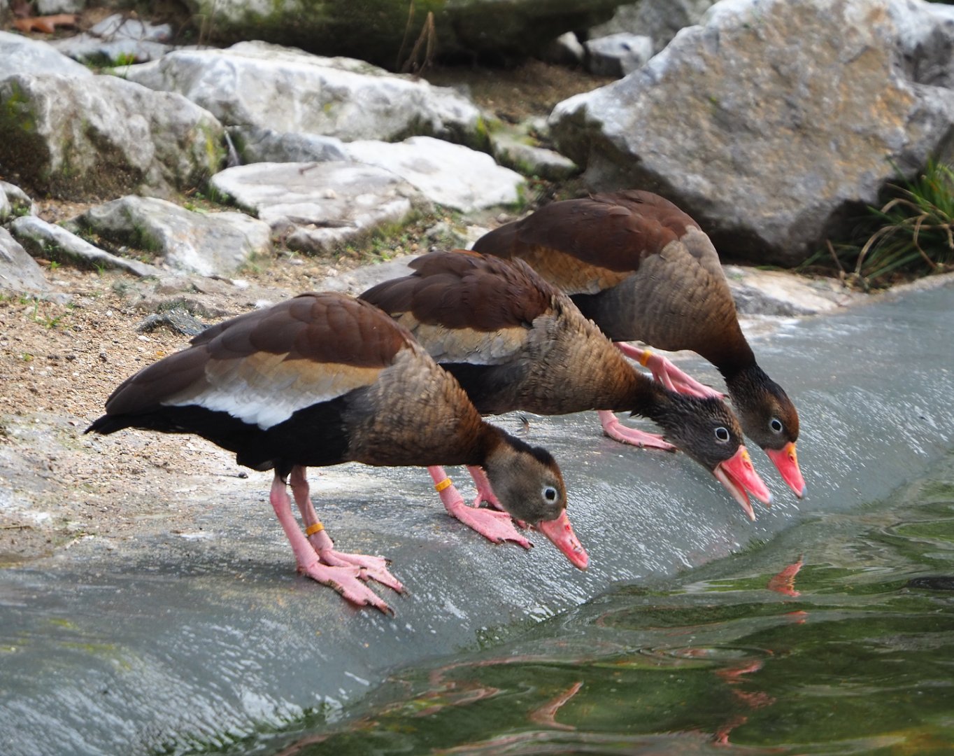 Southern black-bellied whistling-ducks (Dendrocygna autumnalis autumnalis), 2021-11-06