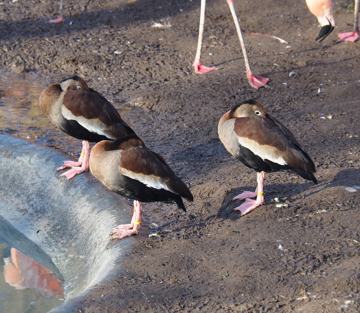 Southern black-bellied whistling ducks (Dendrocygna autumnalis autumnalis), 2022-01-30