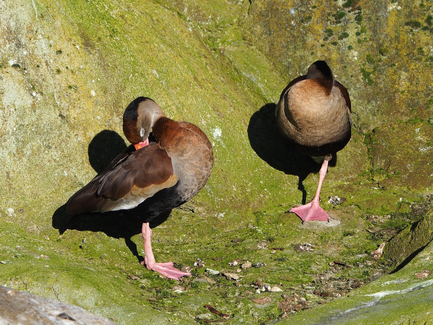 Southern black-bellied whistling ducks (Dendrocygna autumnalis autumnalis), 2022-11-12