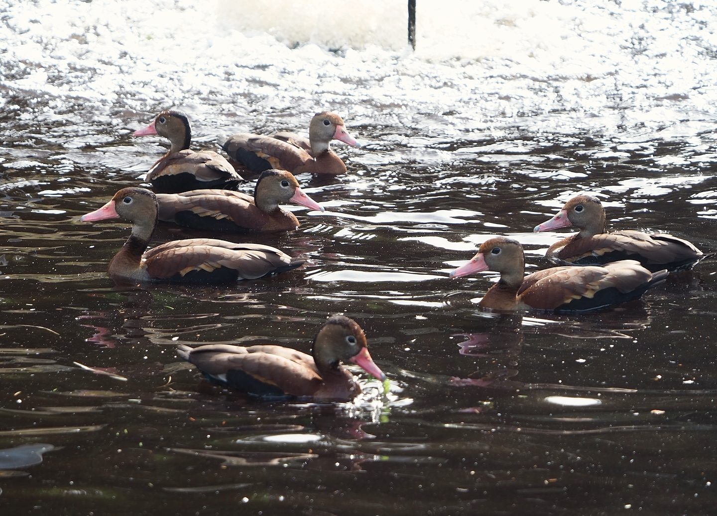 Southern black-bellied whistling ducks (Dendrocygna autumnalis autumnalis), 2023-09-19