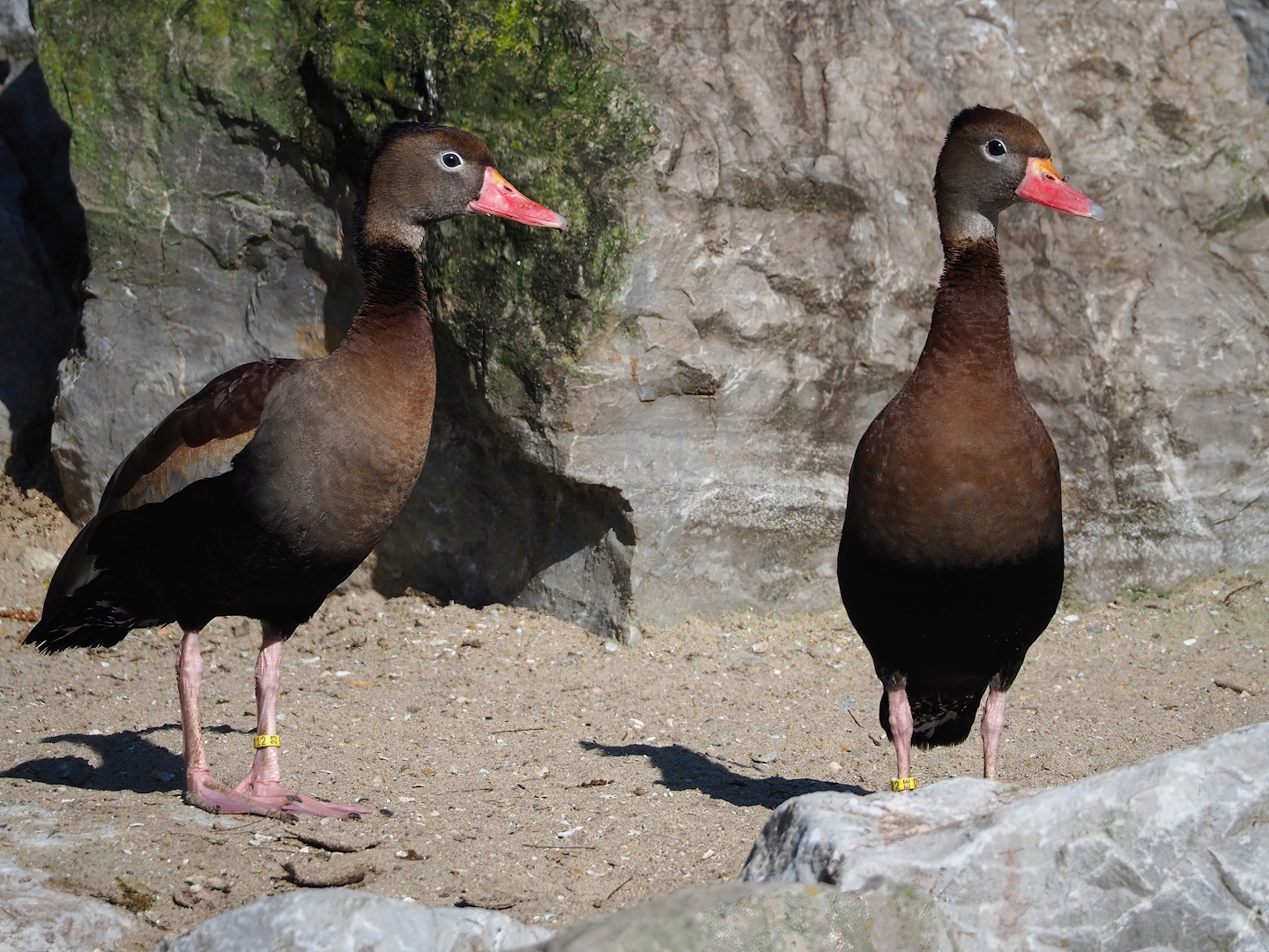 Southern black-bellied whistling ducks (Dendrocygna autumnalis autumnalis), 2024-03-04