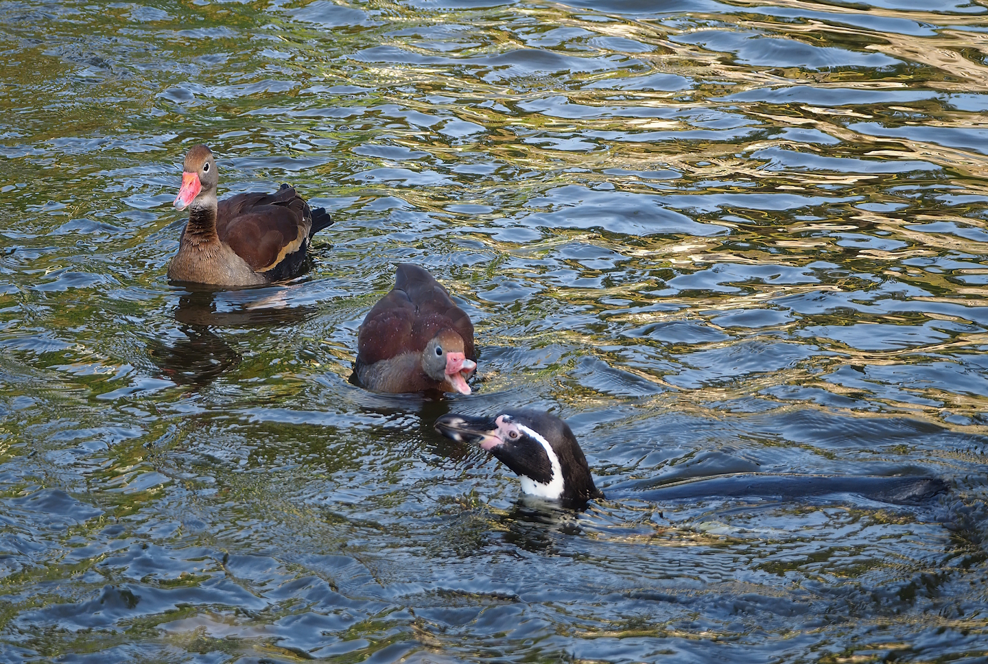 Southern black-bellied whistling ducks (Dendrocygna autumnalis autumnalis) and Humboldt penguin (Spheniscus humboldti), 2022-10-19