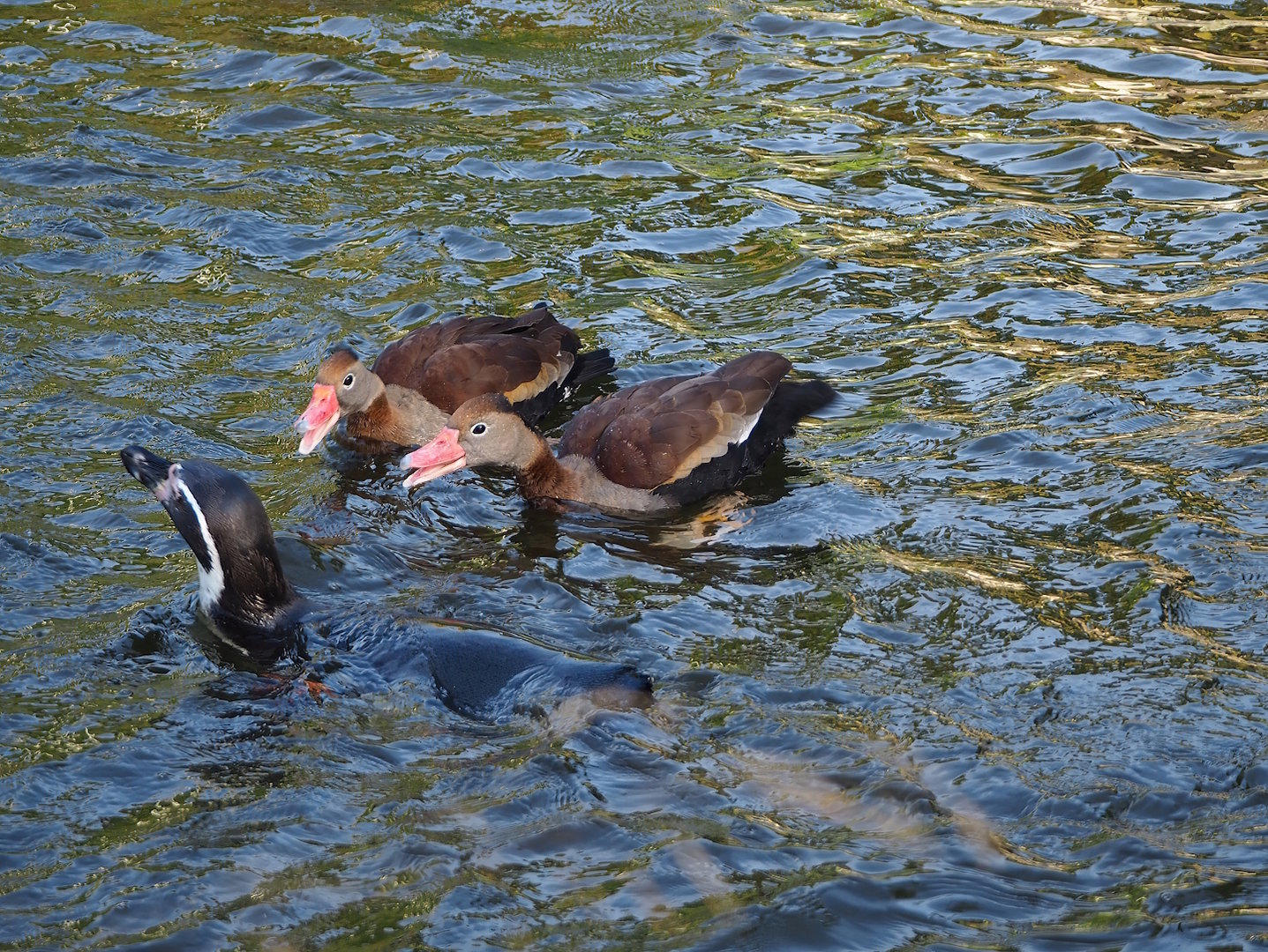 Southern black-bellied whistling ducks (Dendrocygna autumnalis autumnalis) and Humboldt penguin (Spheniscus humboldti), 2022-10-19