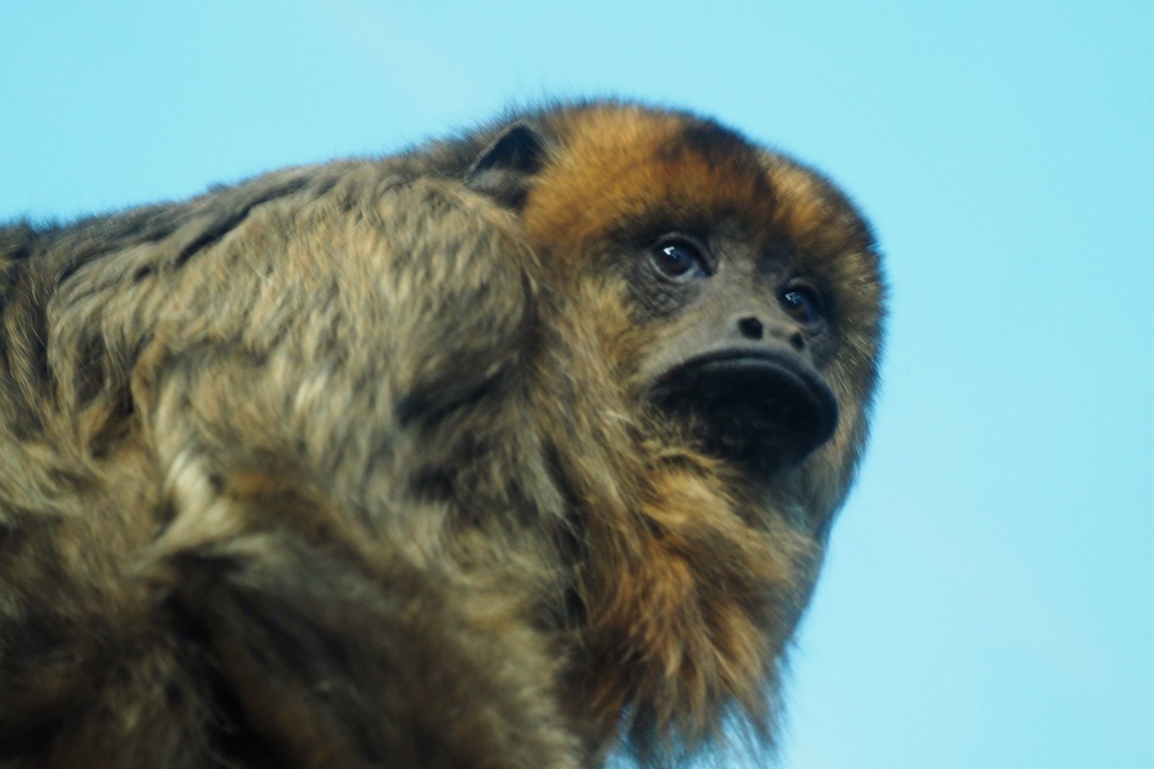 Southern black howler monkey