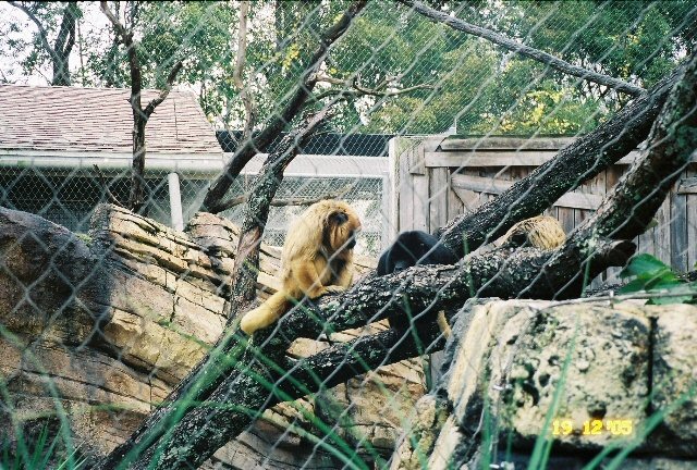 Southern Black Howler