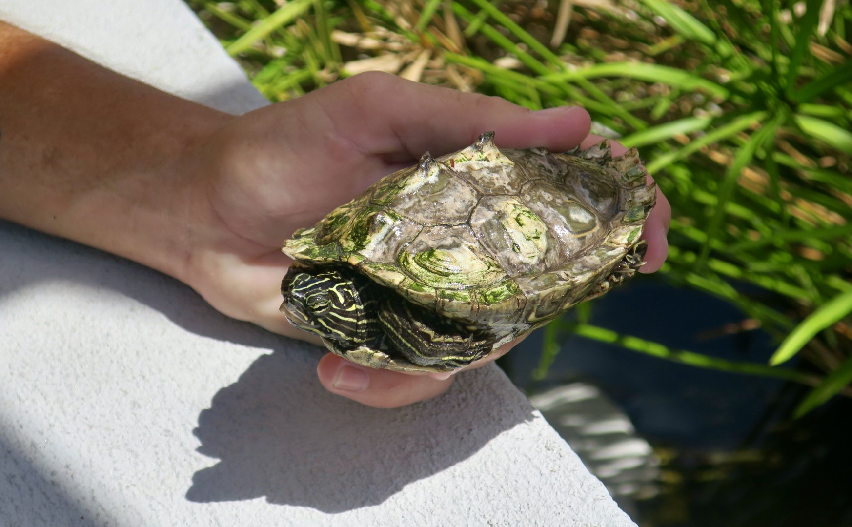 Southern Black-Knobbed Map Turtle (Graptemys nigrinoda delticola)