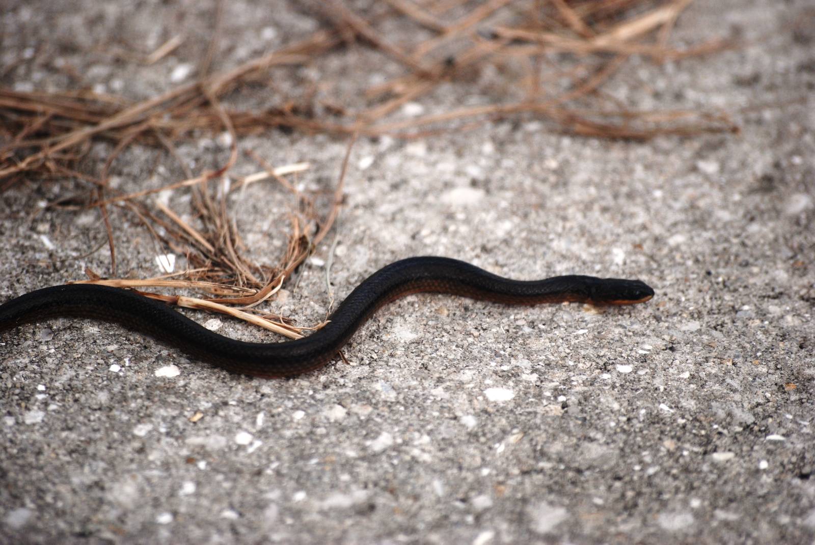 Southern Black Racer, Celery Fields, Sarasota, October 2013