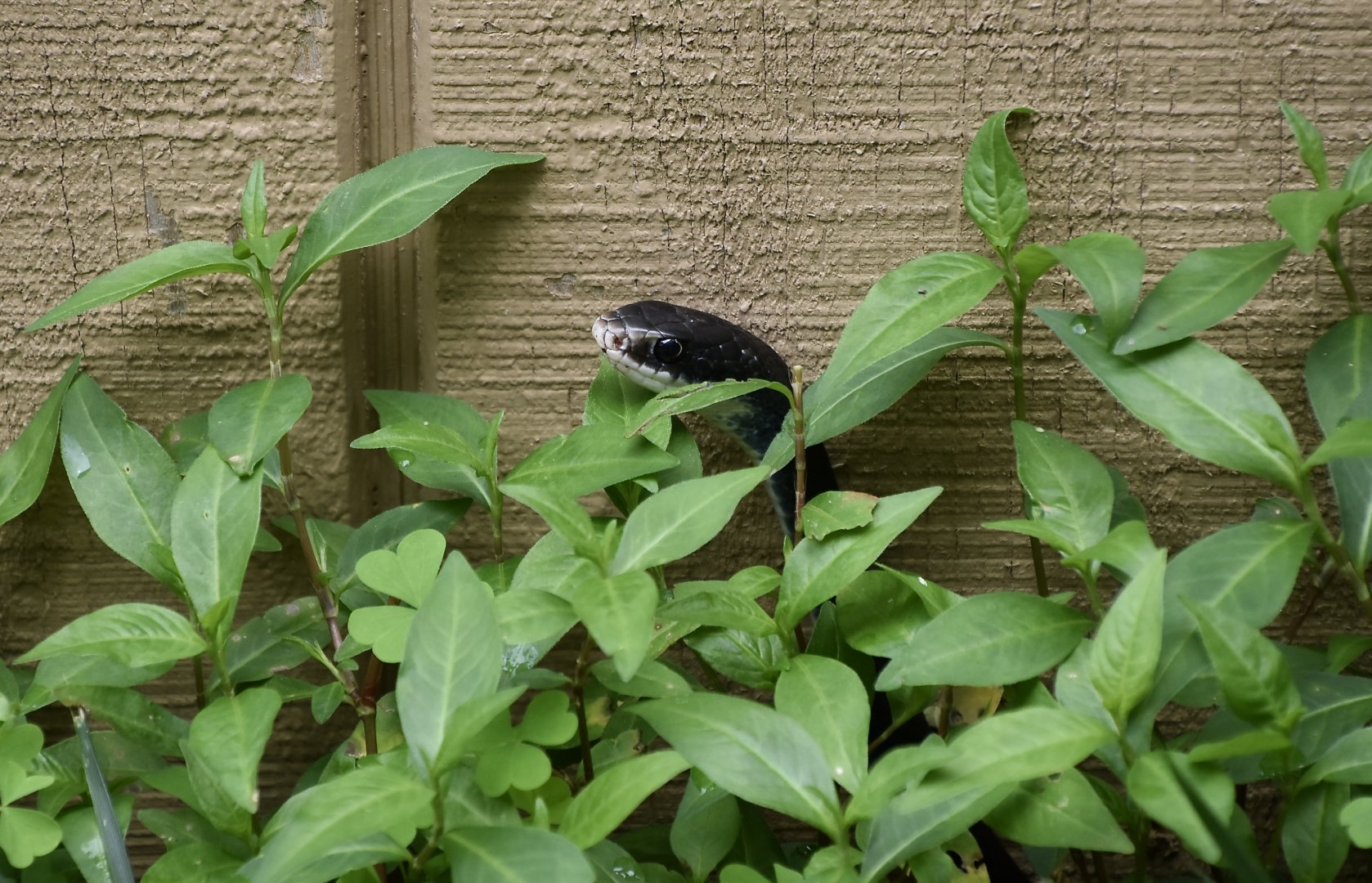Southern Black Racer (Coluber constrictor priapus) - wild
