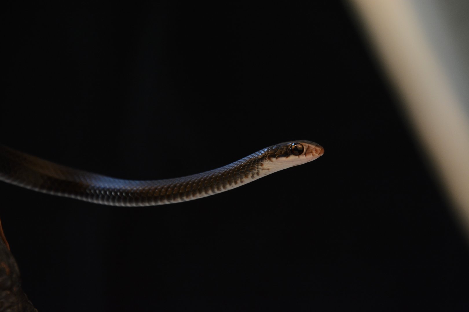 Southern black racer (Coluber constrictor priapus)